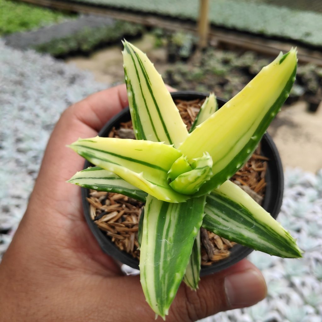 kaktus.id