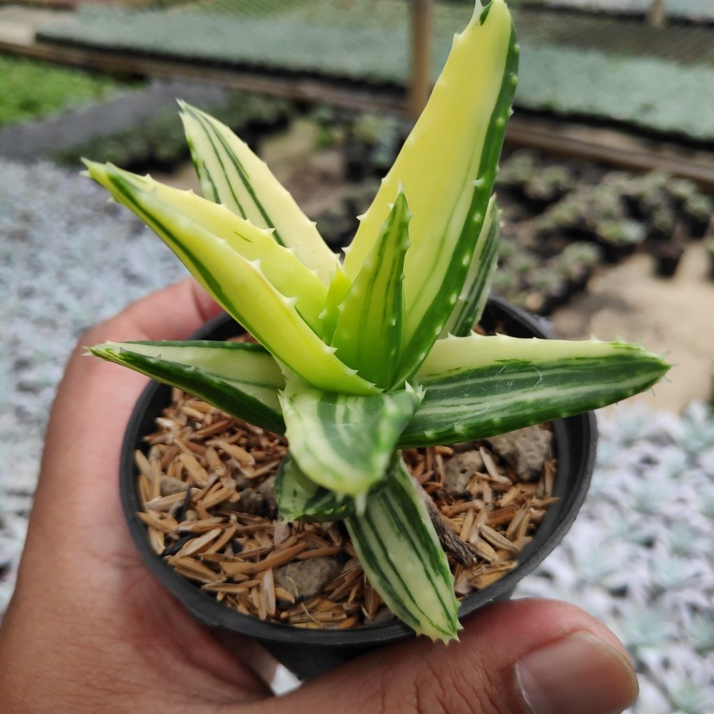 kaktus.id