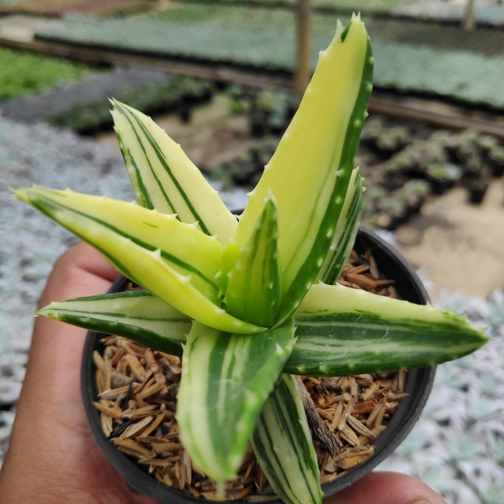 kaktus.id