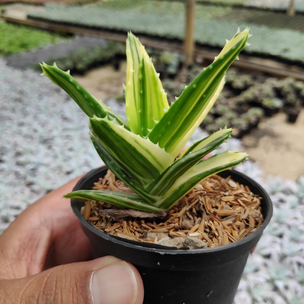 kaktus.id
