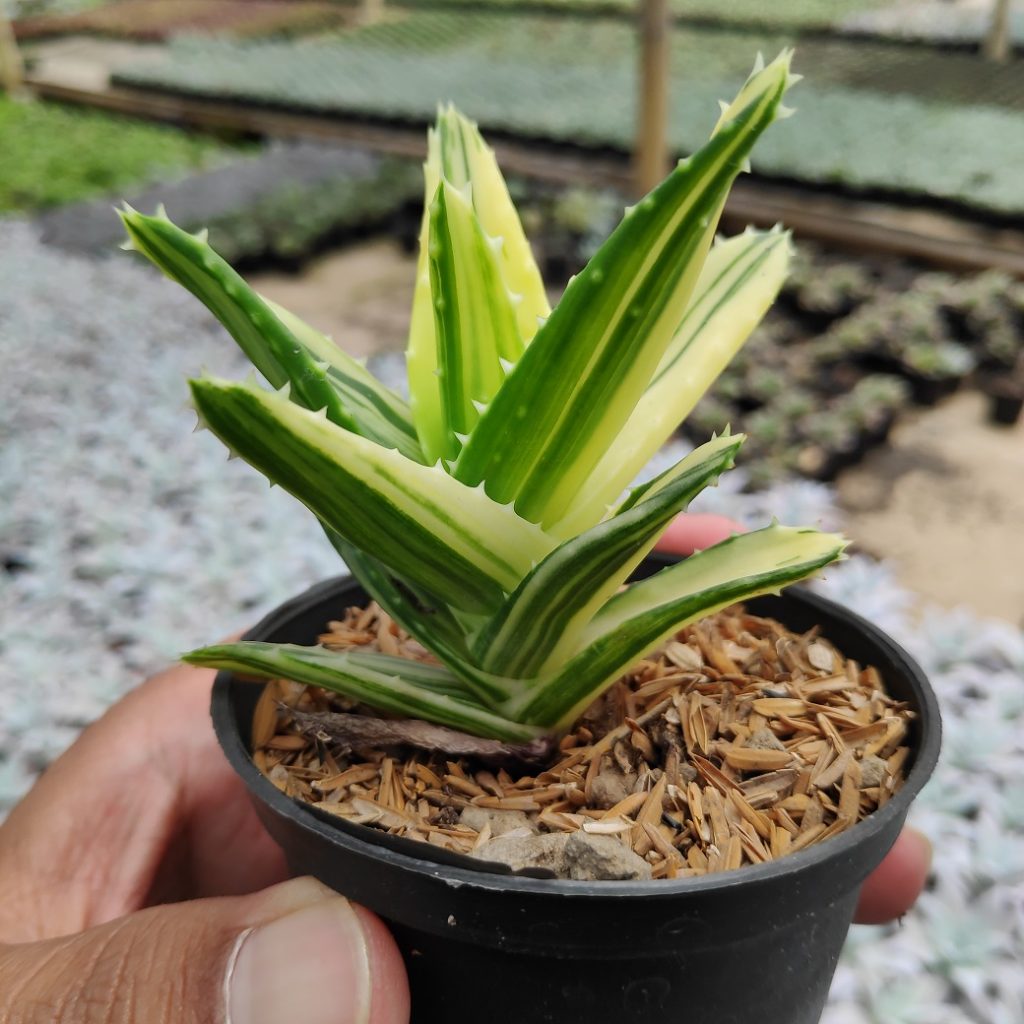 kaktus.id