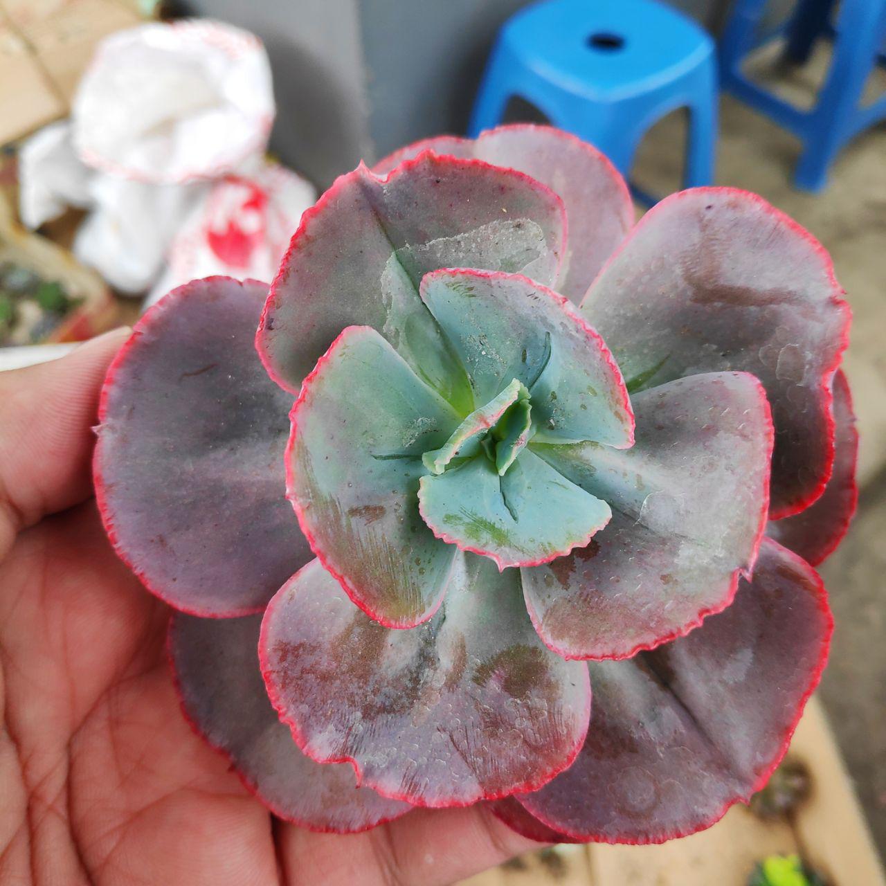echeveria party dress 99. Echeveria Party Dress 1