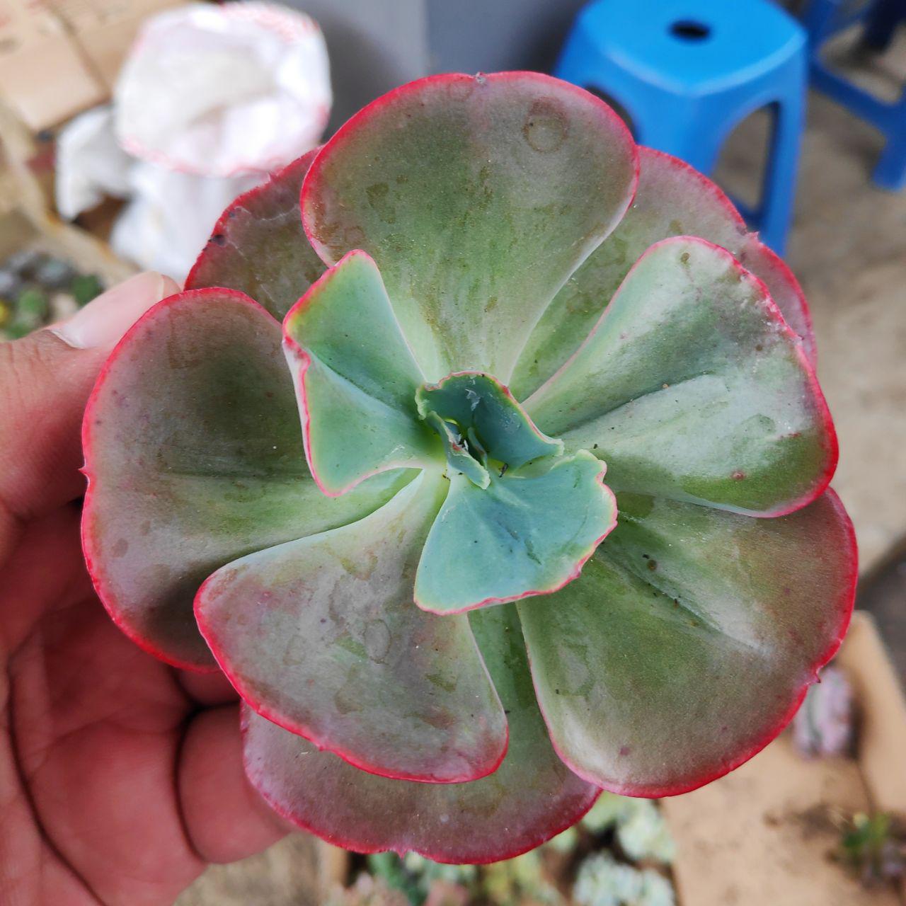 99. Echeveria Party Dress 3 - kaktus.id