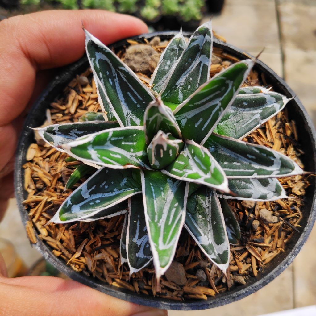 kaktus.id