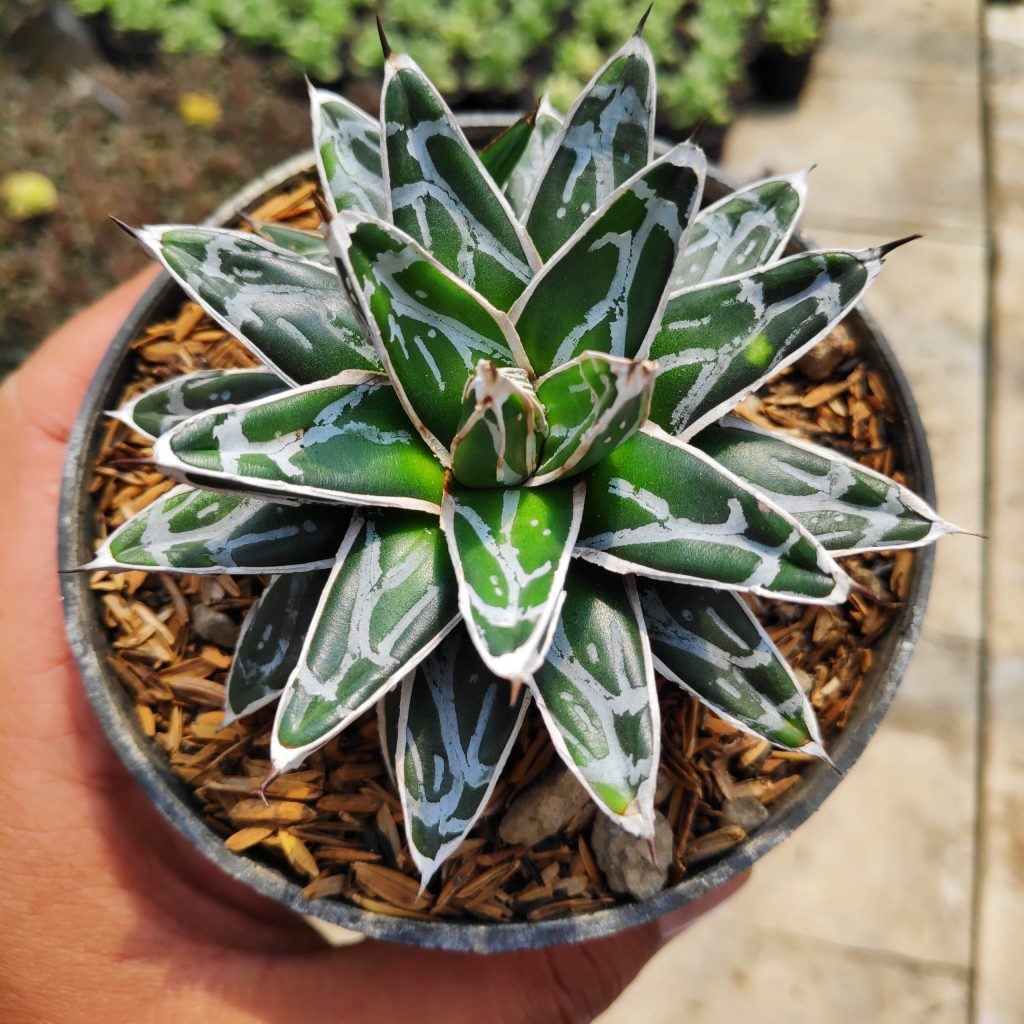 kaktus.id