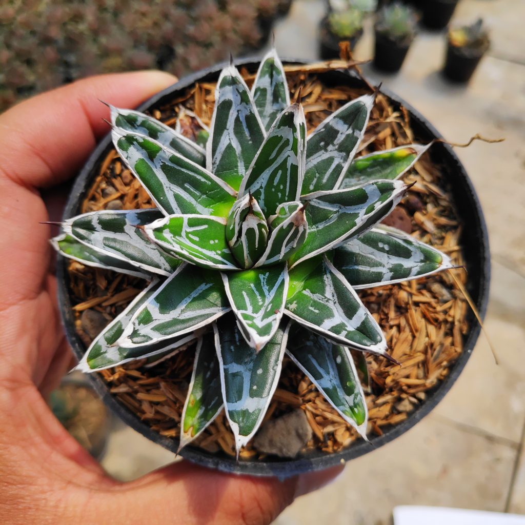 kaktus.id
