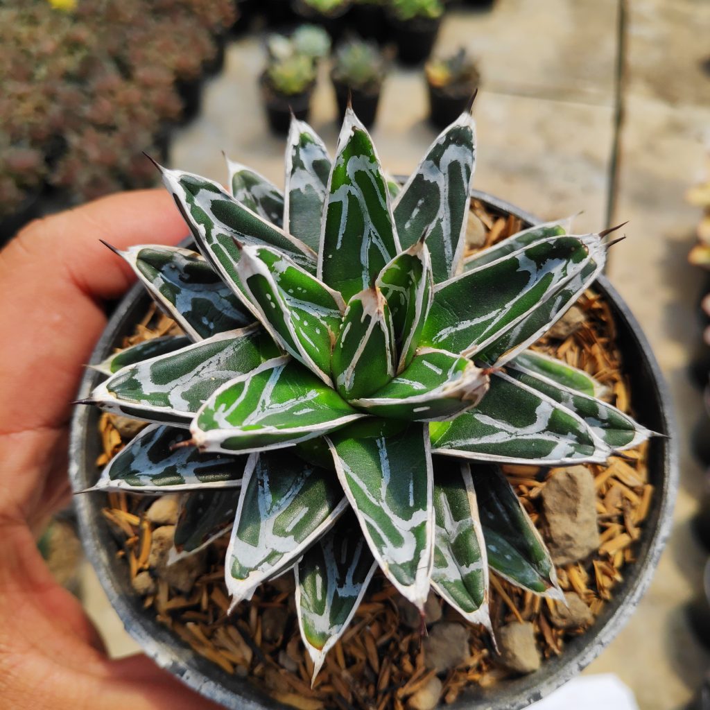 kaktus.id