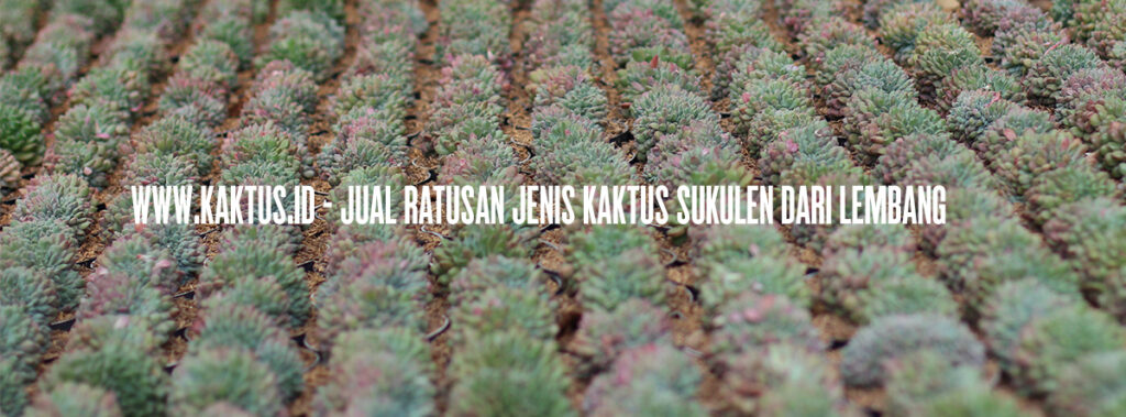 kaktus.id