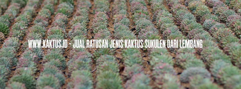 kaktus.id