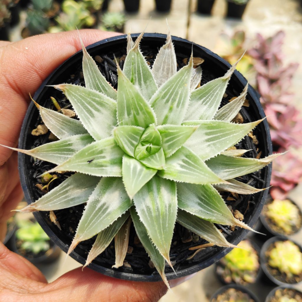 kaktus.id
