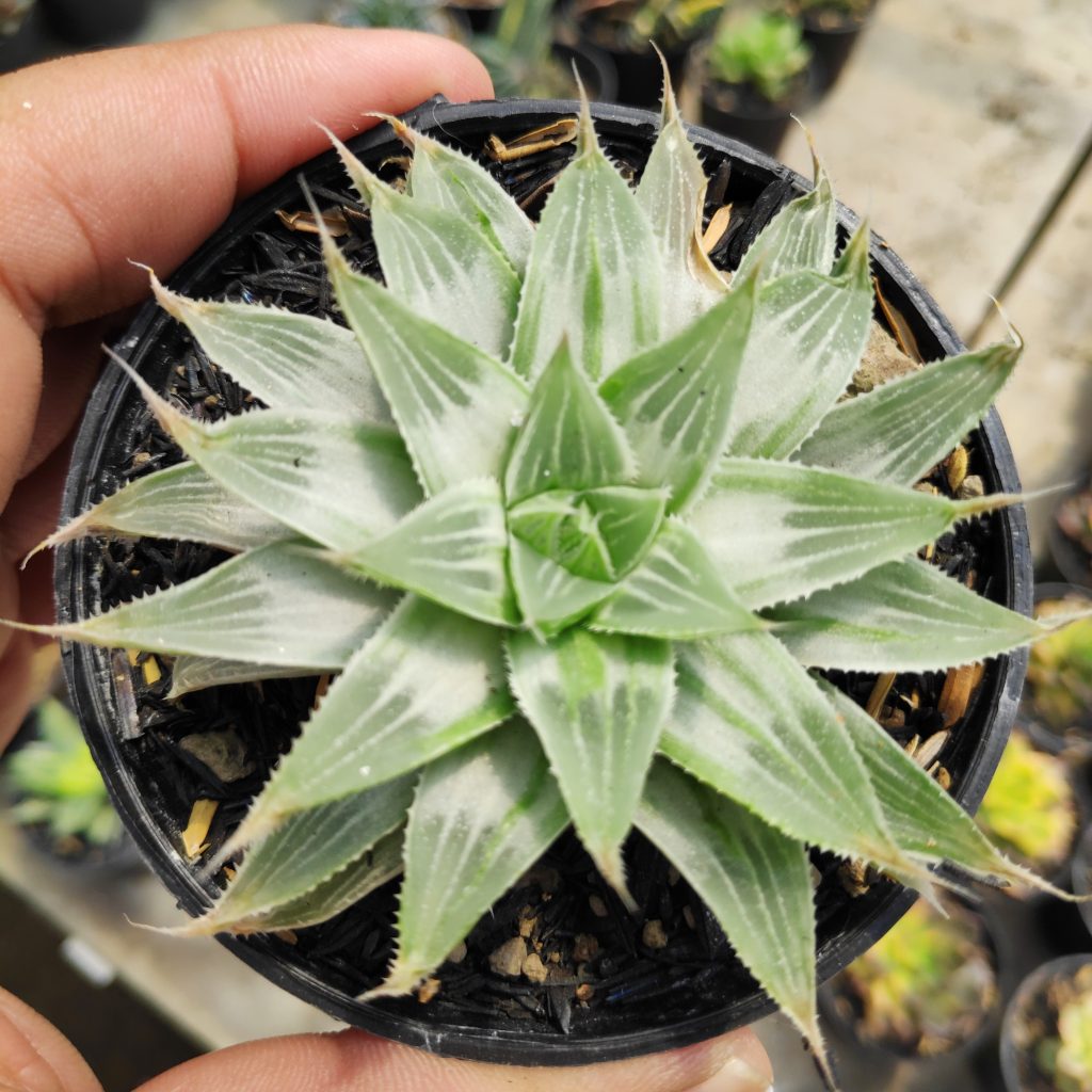 kaktus.id