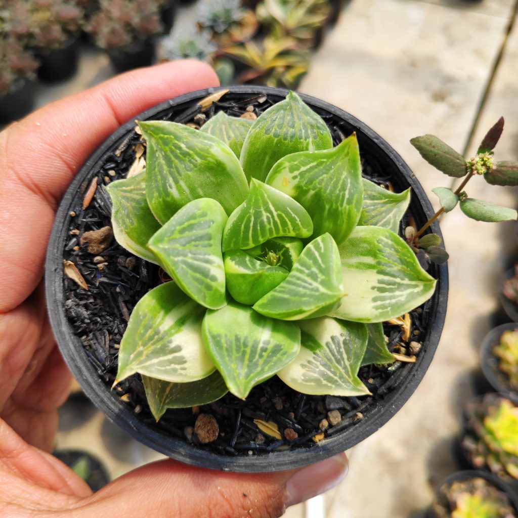kaktus.id