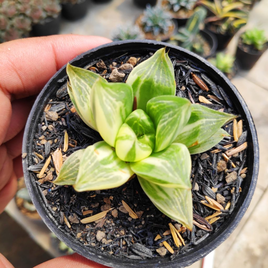 kaktus.id