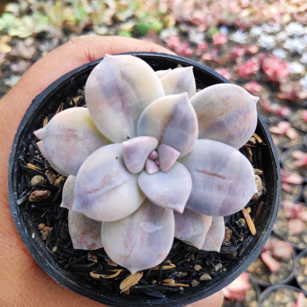 kaktus.id