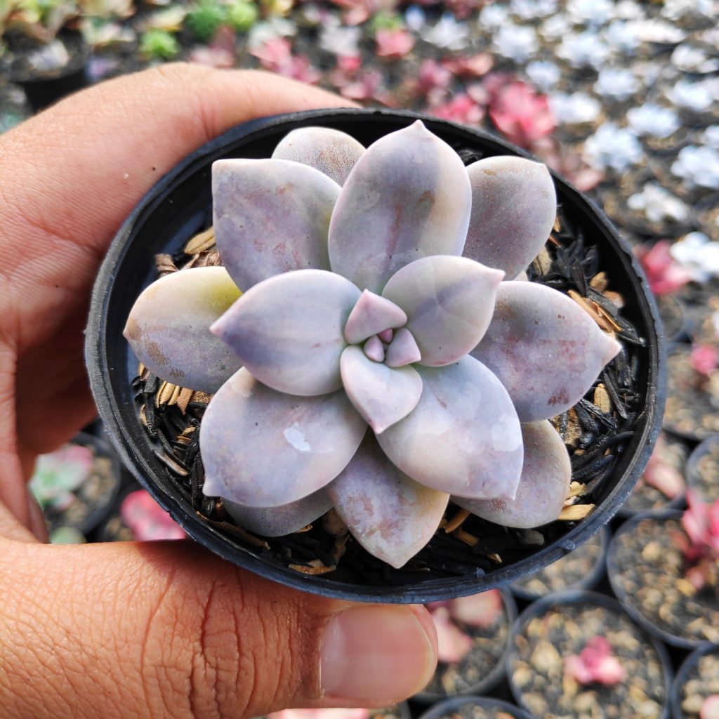 kaktus.id