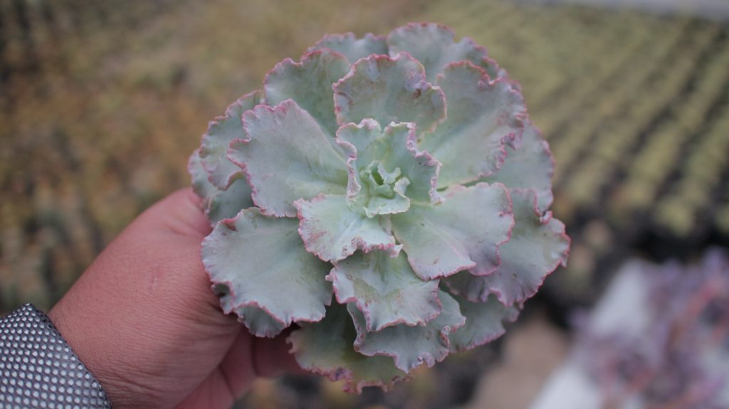 kaktus.id