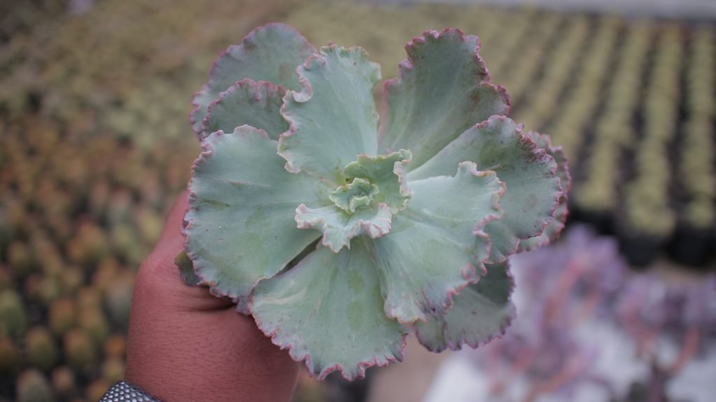 kaktus.id