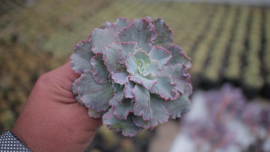 kaktus.id