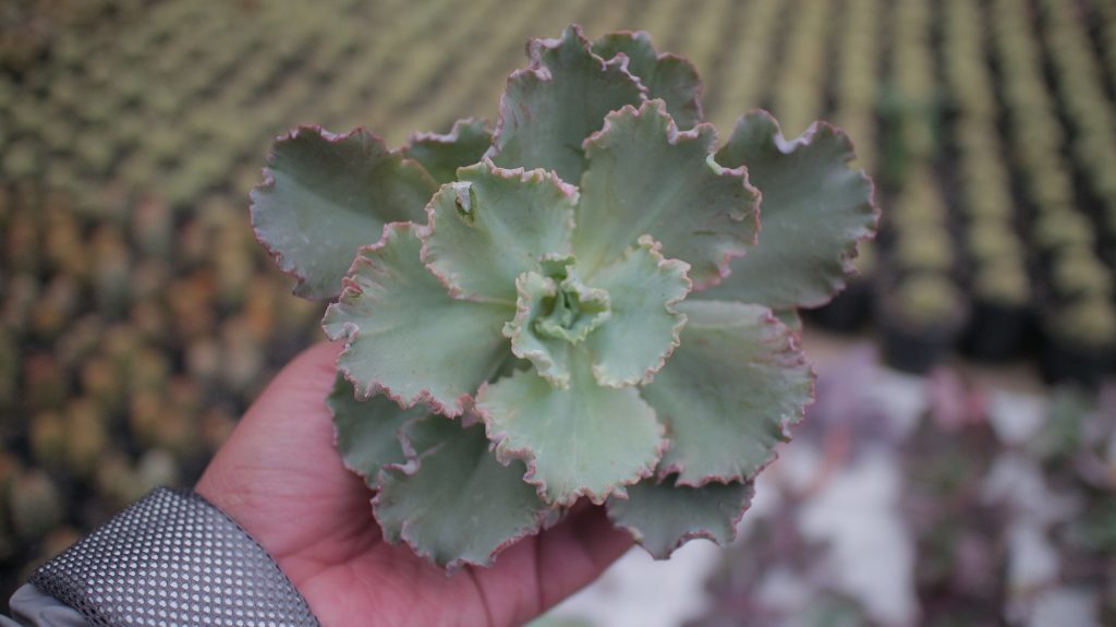 kaktus.id