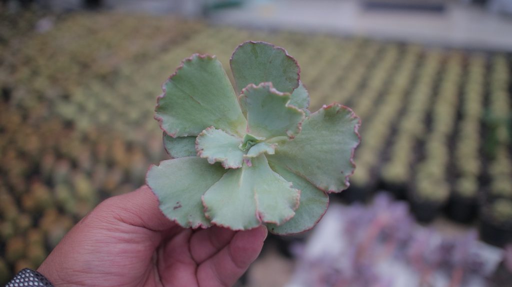 kaktus.id