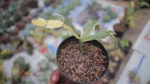 Schlumbergera Truncata Variegated - Thanksgiving Cactus, real gallery image #8 plants. Picture taken directly from kaktus.id community Schlumbergera farmer green houses.