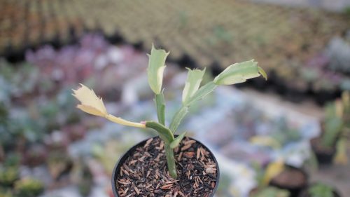 Schlumbergera Truncata Variegated - Thanksgiving Cactus, real gallery image #9 plants. Picture taken directly from kaktus.id community Schlumbergera farmer green houses.