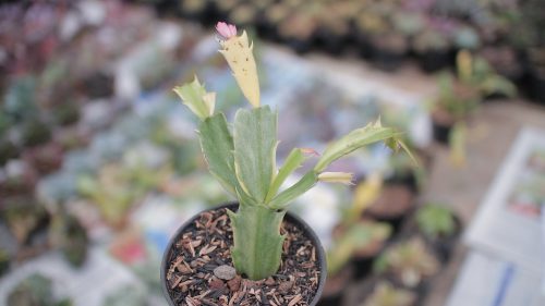 Schlumbergera Truncata Variegated - Thanksgiving Cactus, real gallery image #3 plants. Picture taken directly from kaktus.id community Schlumbergera farmer green houses.