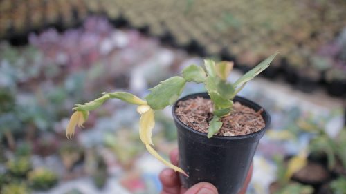 Schlumbergera Truncata Variegated - Thanksgiving Cactus, real gallery image #10 plants. Picture taken directly from kaktus.id community Schlumbergera farmer green houses.