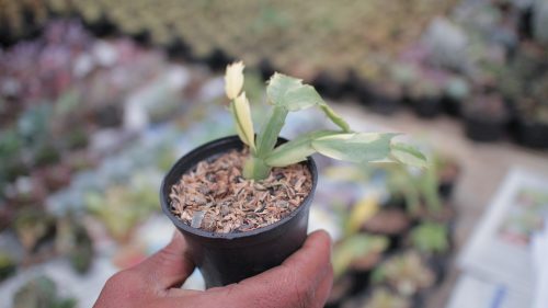 Schlumbergera Truncata Variegated - Thanksgiving Cactus, real gallery image #11 plants. Picture taken directly from kaktus.id community Schlumbergera farmer green houses.