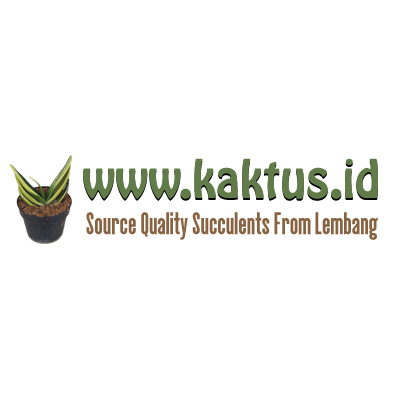 kaktus.id