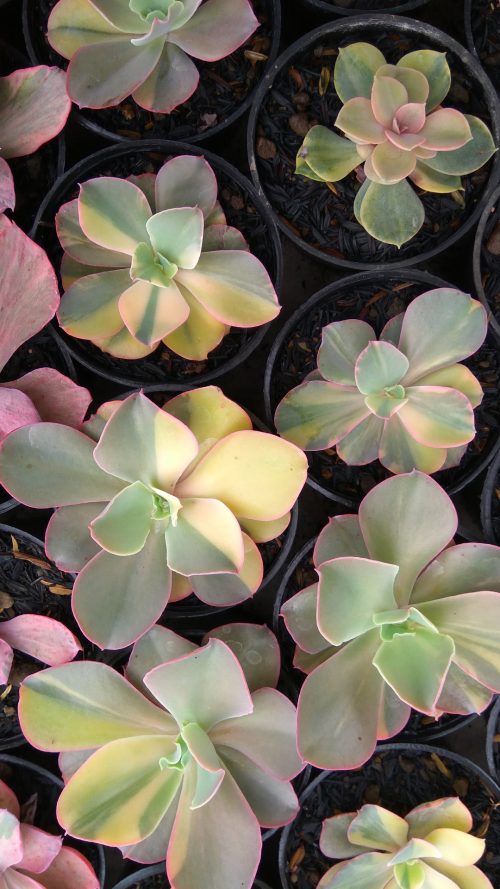 Echeveria Shaviana Curly Variegated / Echeveria Can Can Variegated, real gallery image #22 plants. Picture taken directly from kaktus.id community Echeveria farmer green houses.