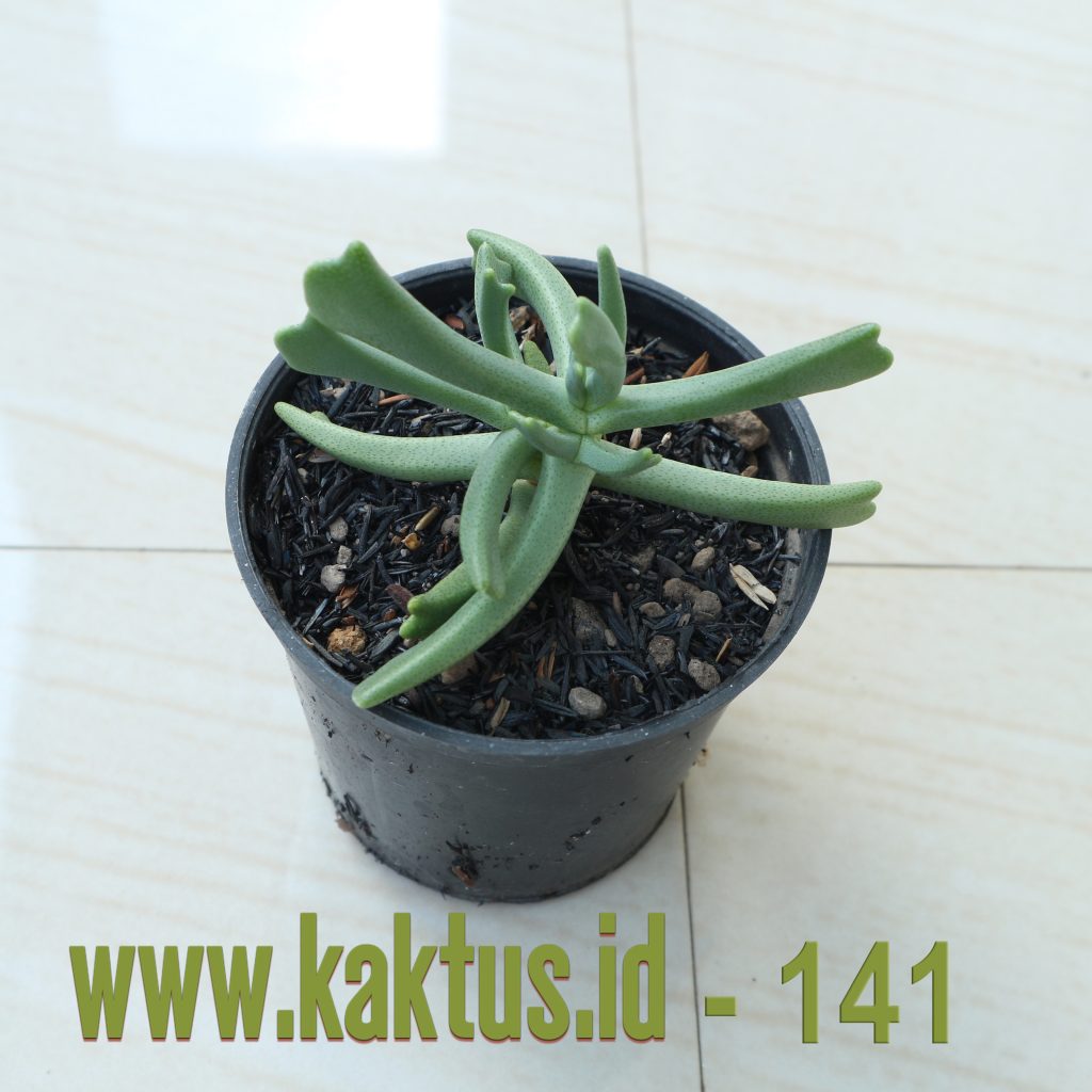 kaktus.id