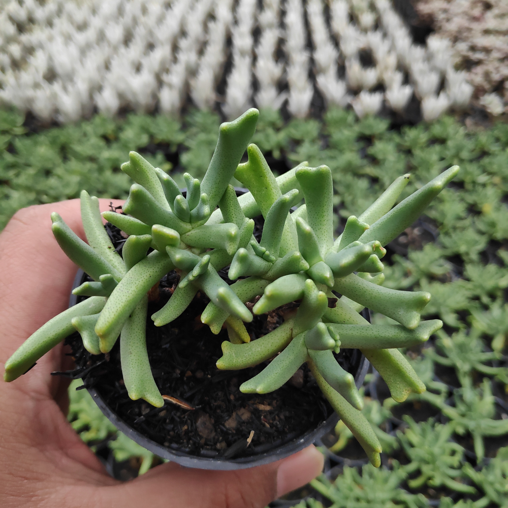 kaktus.id