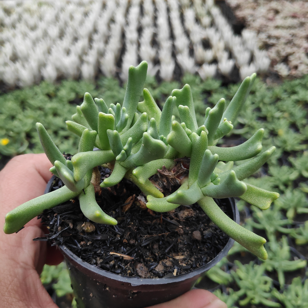 kaktus.id