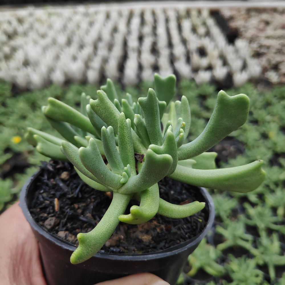 kaktus.id