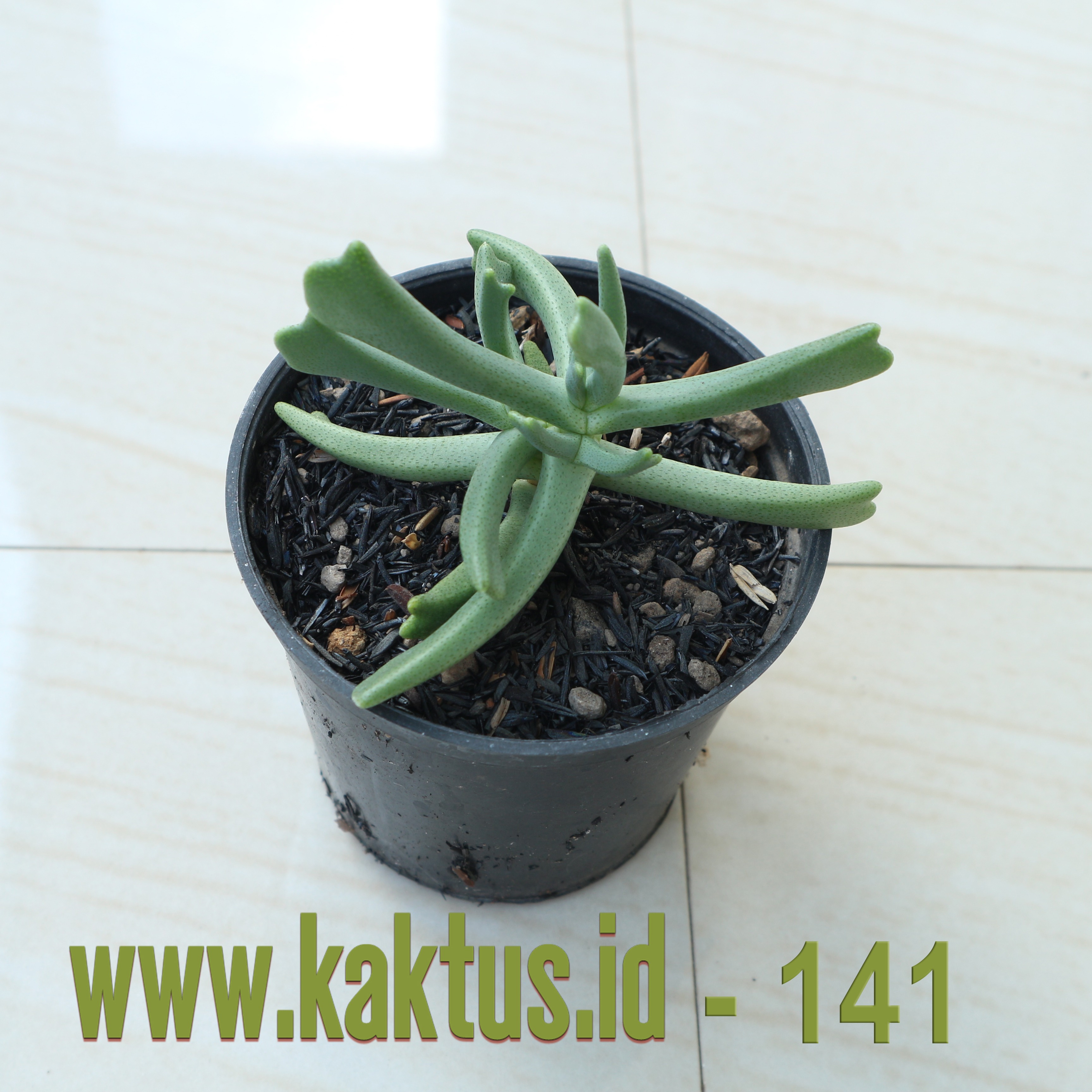 Kalanchoe Teretifolia