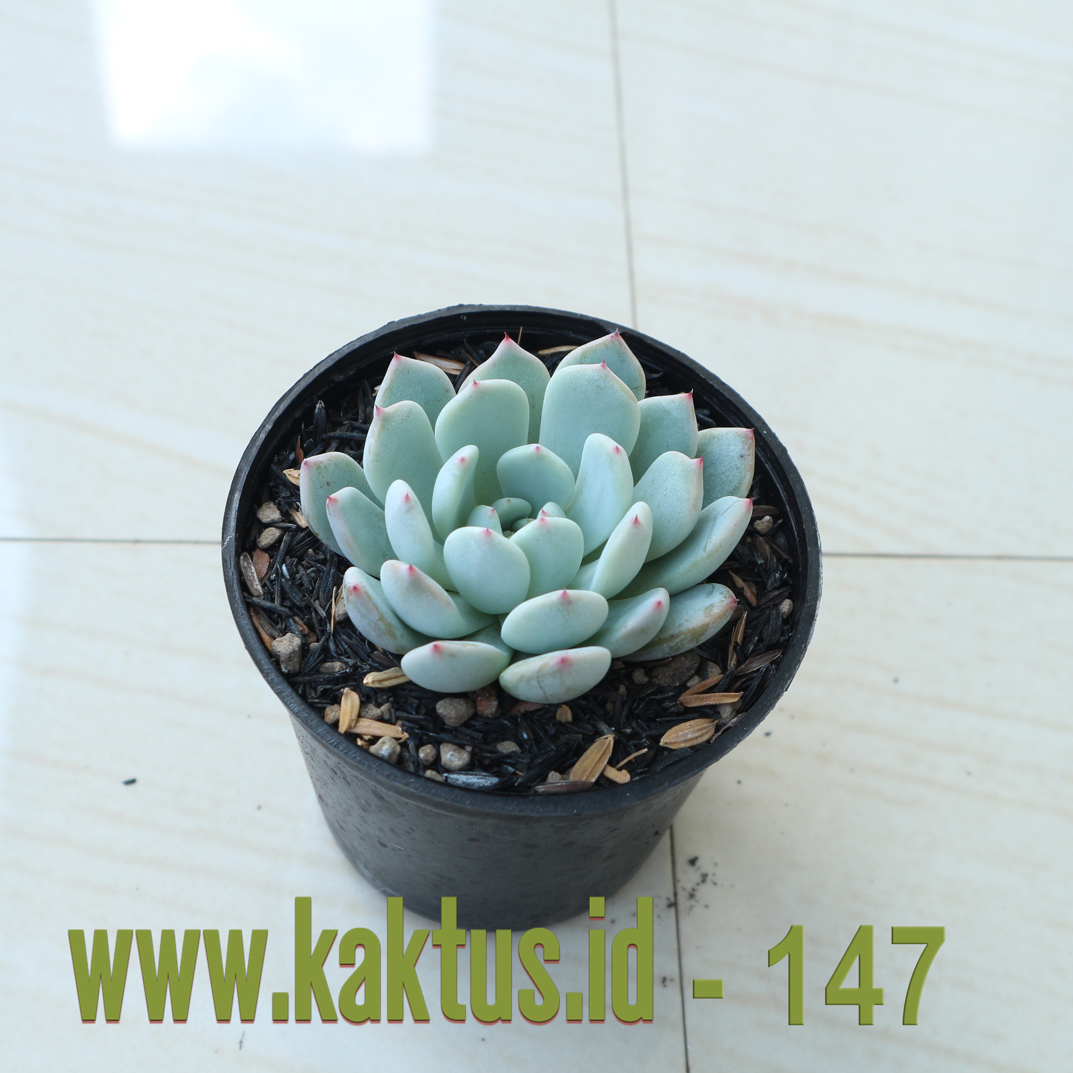Sedeveria Blue Elf