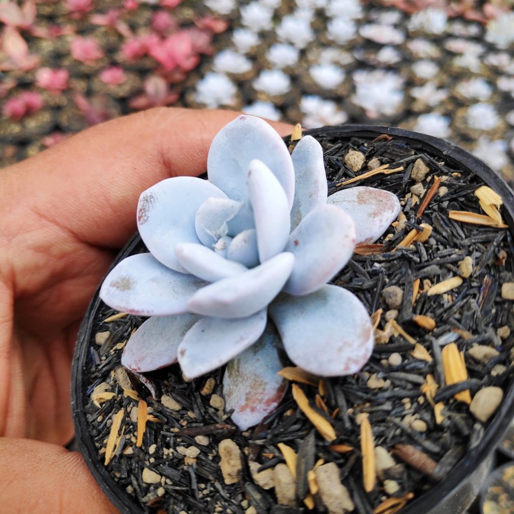 kaktus.id