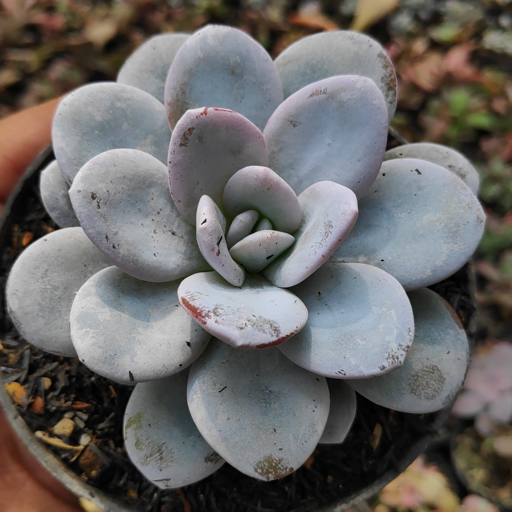 kaktus.id