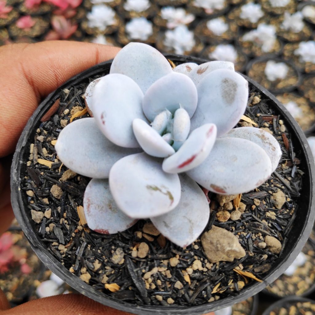 kaktus.id