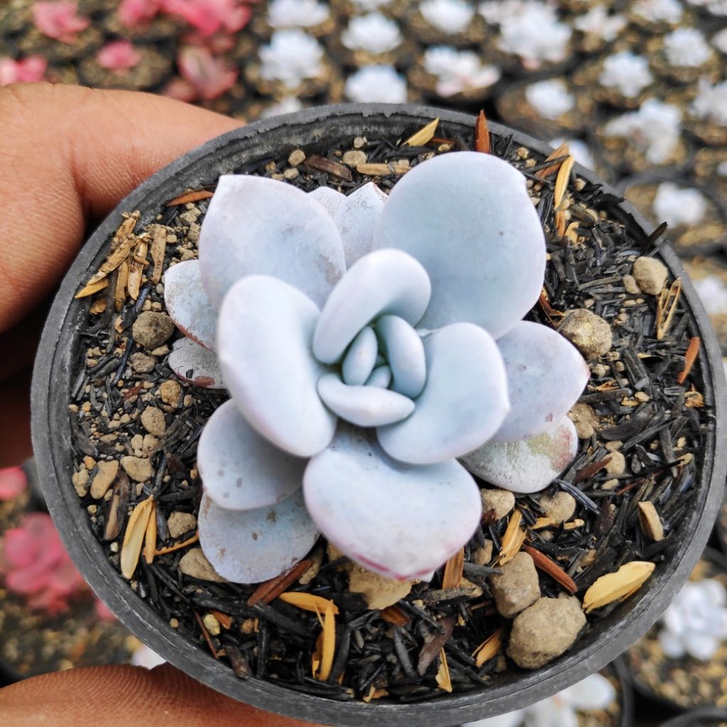 kaktus.id
