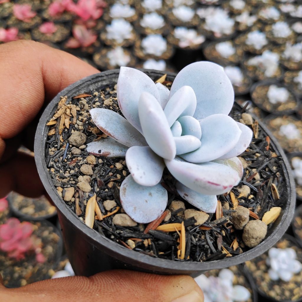 kaktus.id
