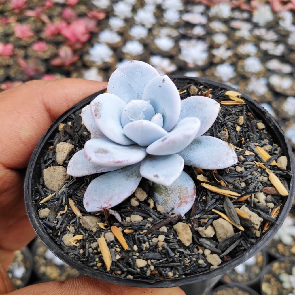 kaktus.id