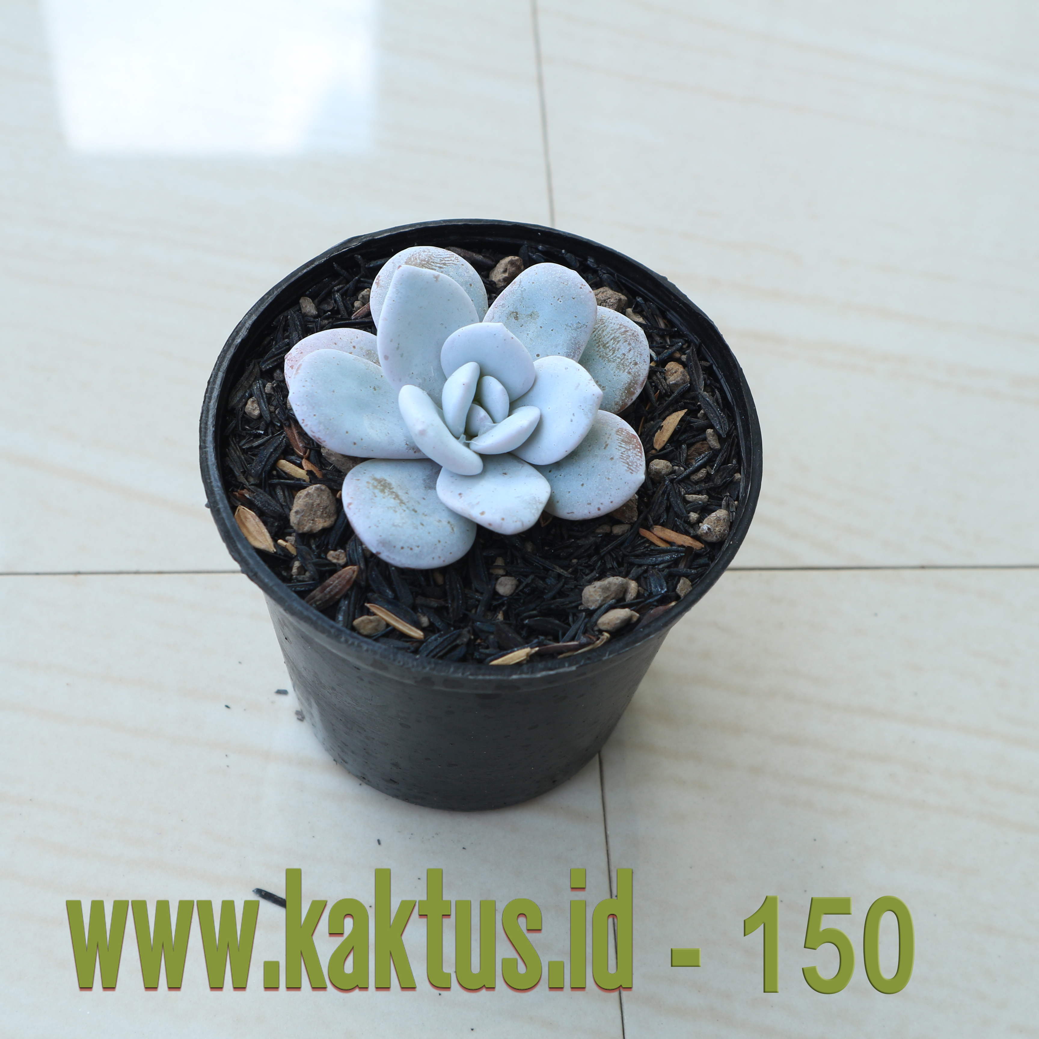 Echeveria Laui
