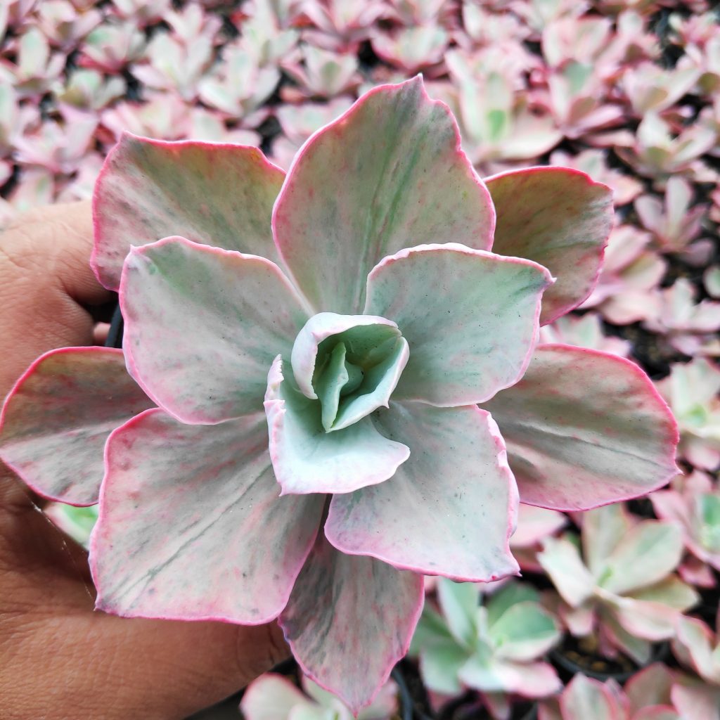 kaktus.id