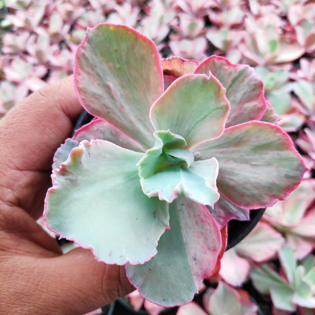 kaktus.id
