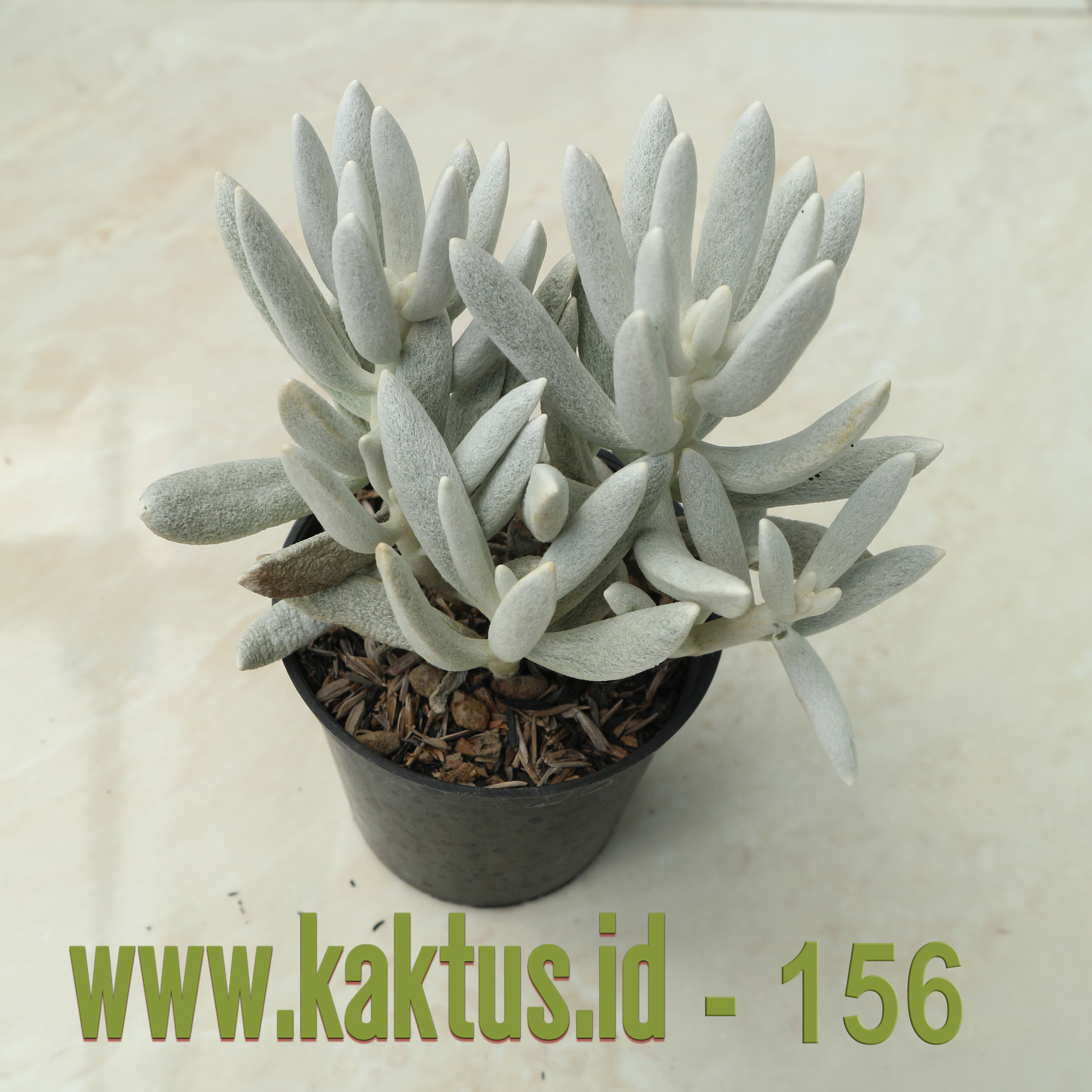 Senecio Haworthii