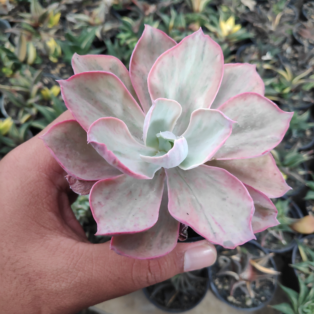 kaktus.id