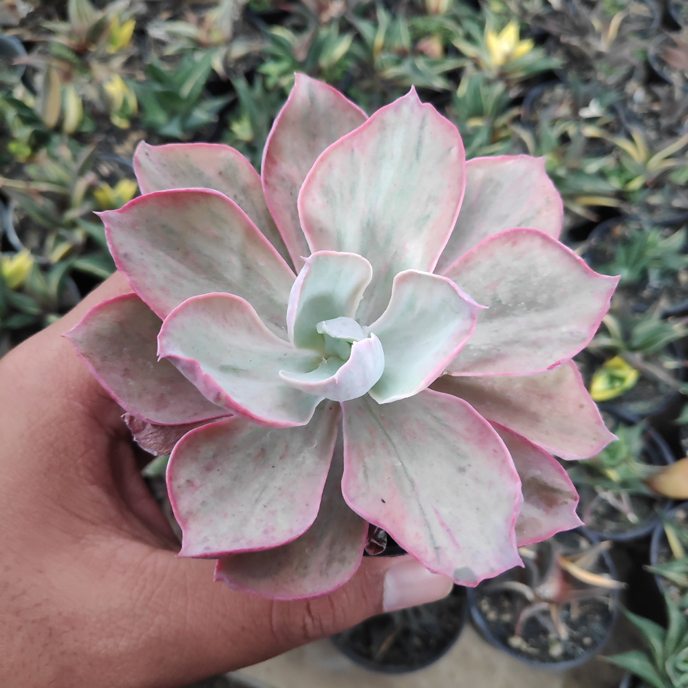 kaktus.id