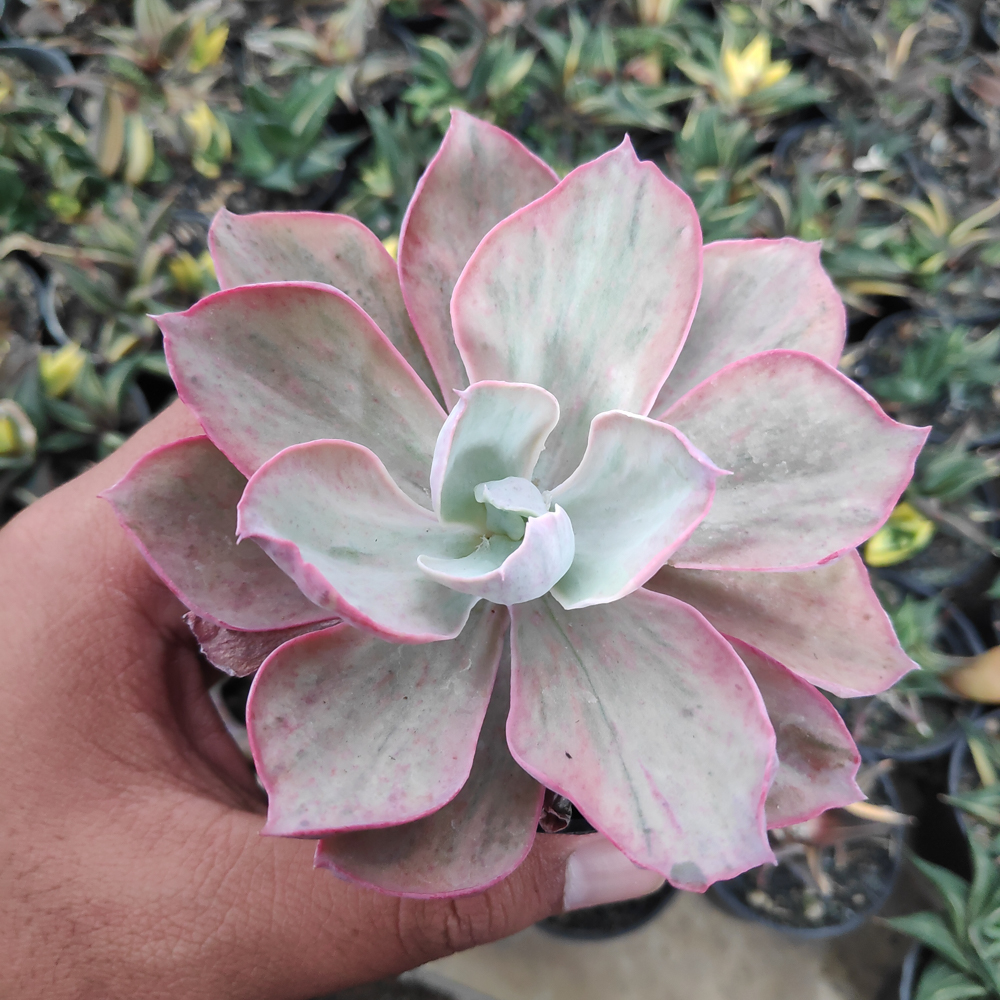 kaktus.id